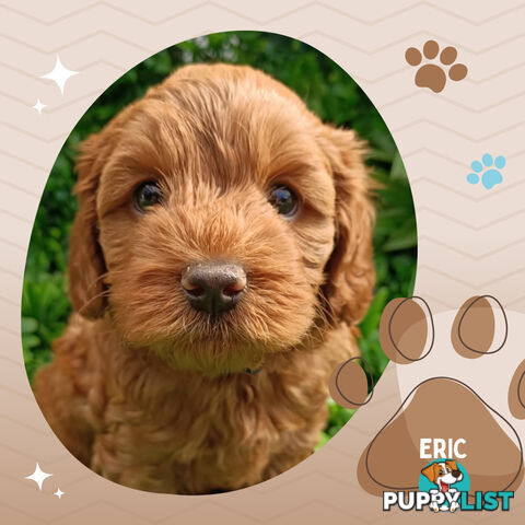 F1b Ruby Toy Cavoodles AV. 05.02.2025 - DNA tested & BH Guarantee Narre Warren Sth. Vic 3805