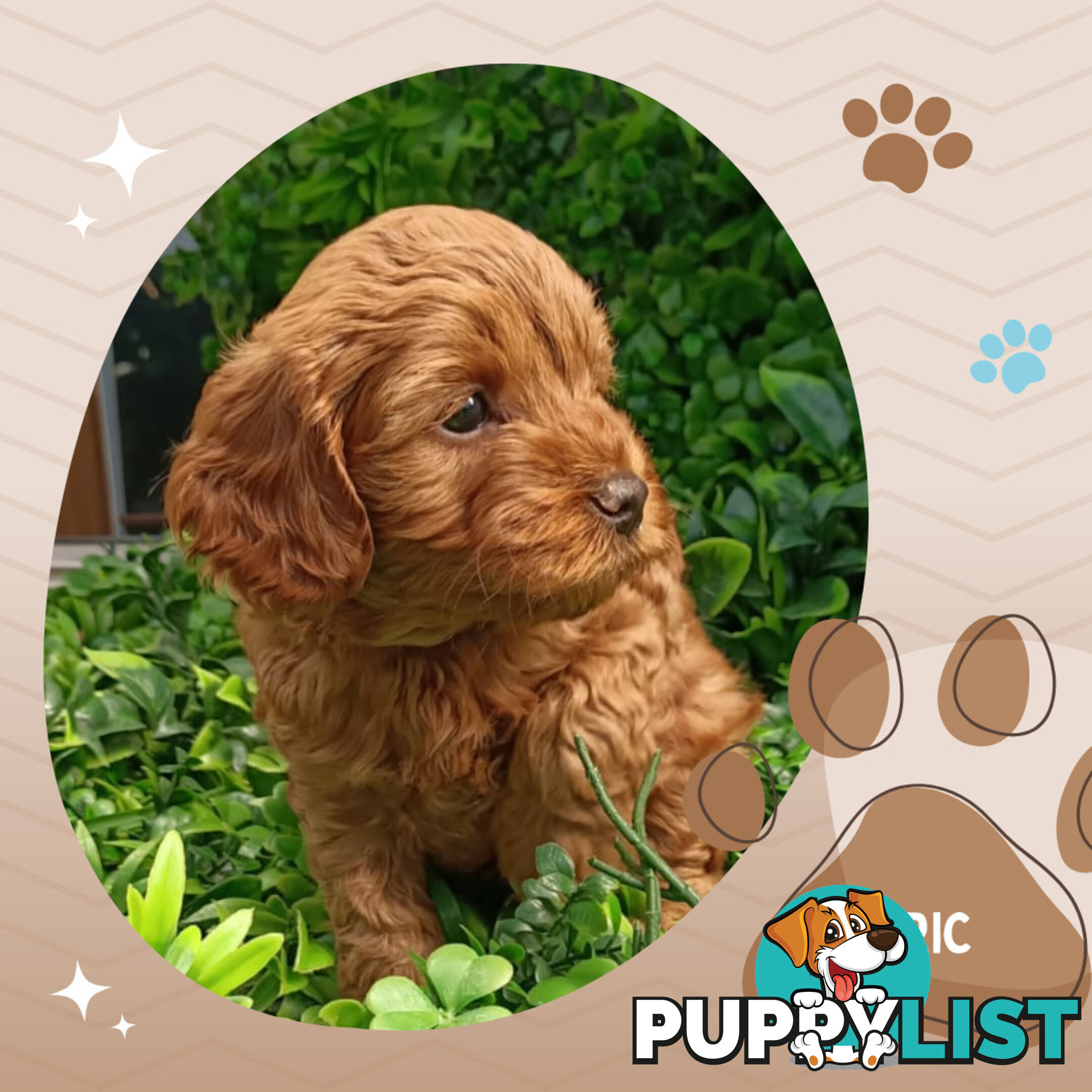 F1b Ruby Toy Cavoodles AV. 05.02.2025 - DNA tested & BH Guarantee Narre Warren Sth. Vic 3805