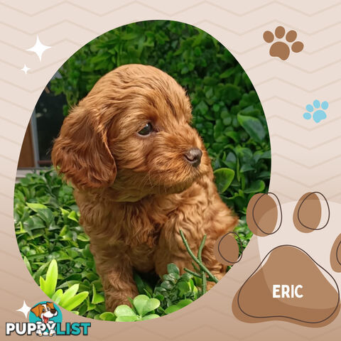 F1b Ruby Toy Cavoodles AV. 05.02.2025 - DNA tested & BH Guarantee Narre Warren Sth. Vic 3805