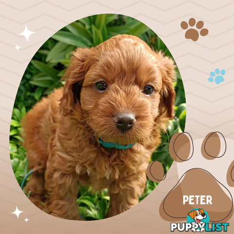 F1b Ruby Toy Cavoodles AV. 05.02.2025 - DNA tested & BH Guarantee Narre Warren Sth. Vic 3805