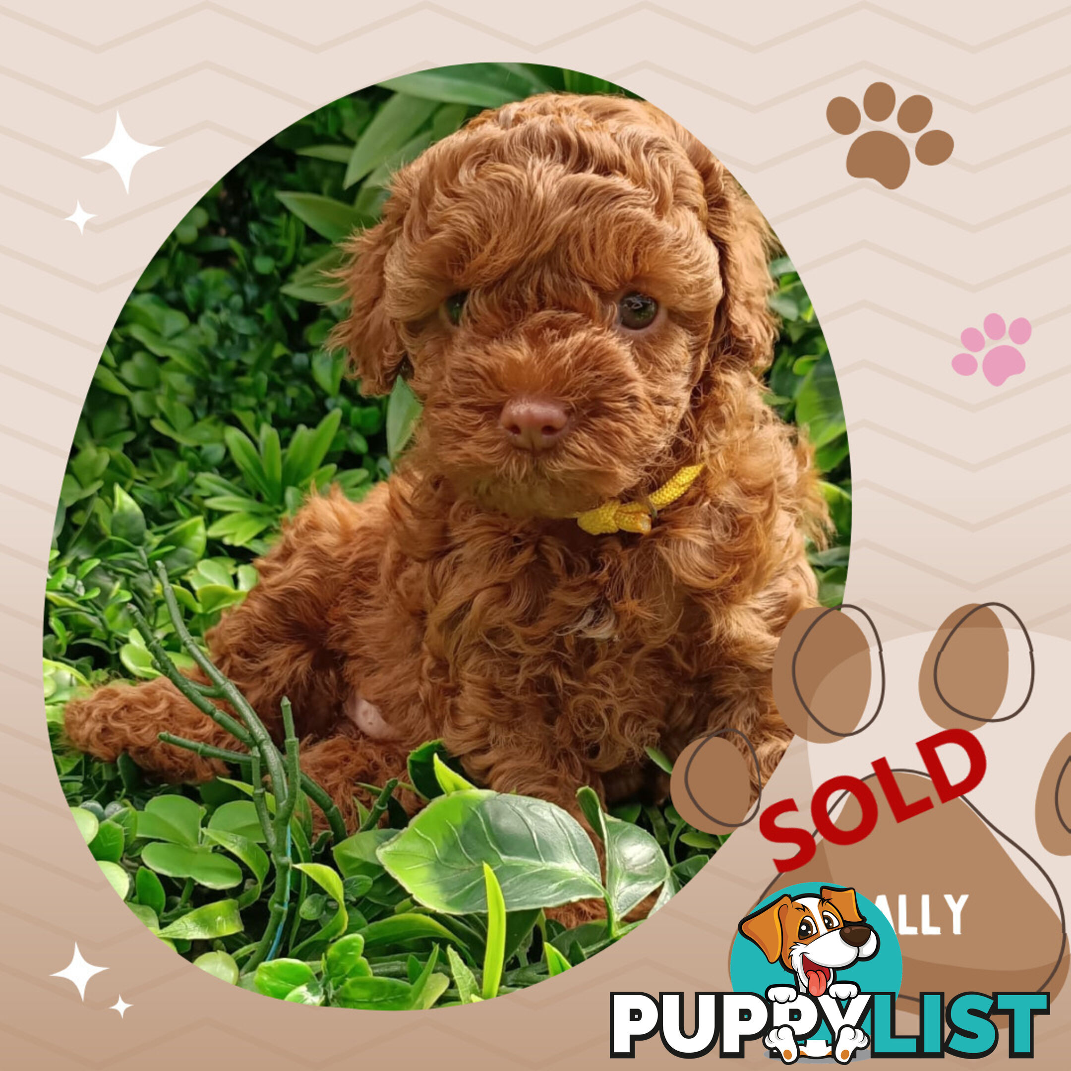 F1b Ruby Toy Cavoodles AV. 05.02.2025 - DNA tested &amp; BH Guarantee Narre Warren Sth. Vic 3805