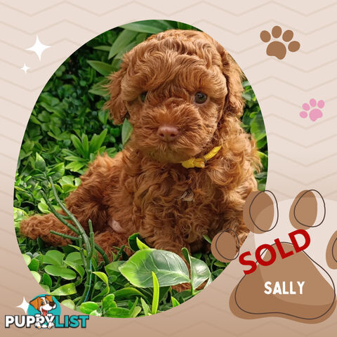 F1b Ruby Toy Cavoodles AV. 05.02.2025 - DNA tested &amp; BH Guarantee Narre Warren Sth. Vic 3805