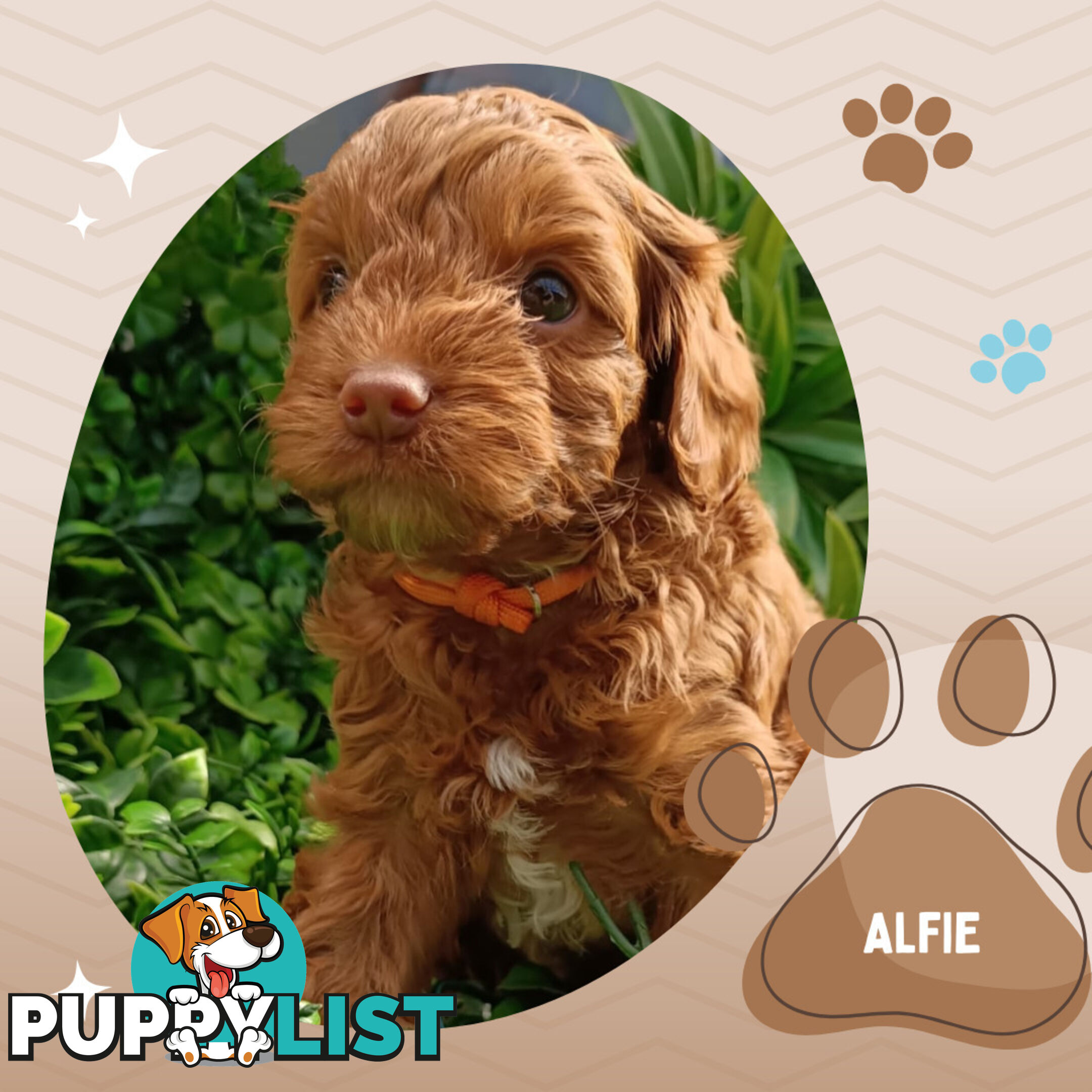 F1b Ruby Toy Cavoodles AV. 05.02.2025 - DNA tested & BH Guarantee Narre Warren Sth. Vic 3805