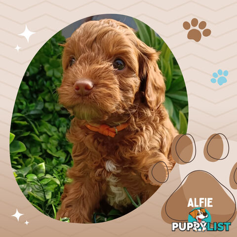 F1b Ruby Toy Cavoodles AV. 05.02.2025 - DNA tested & BH Guarantee Narre Warren Sth. Vic 3805