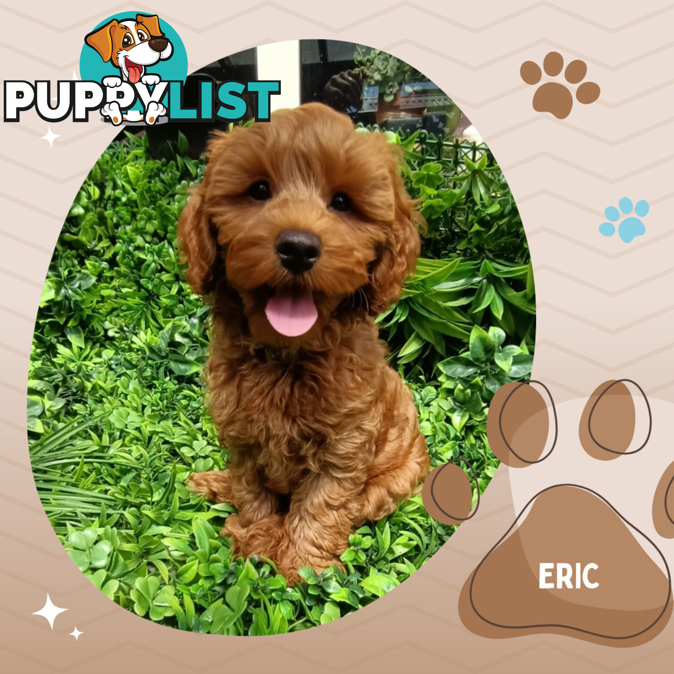 F1b Ruby Toy Cavoodles AV. 05.02.2025 - DNA tested &amp; BH Guarantee Narre Warren Sth. Vic 3805