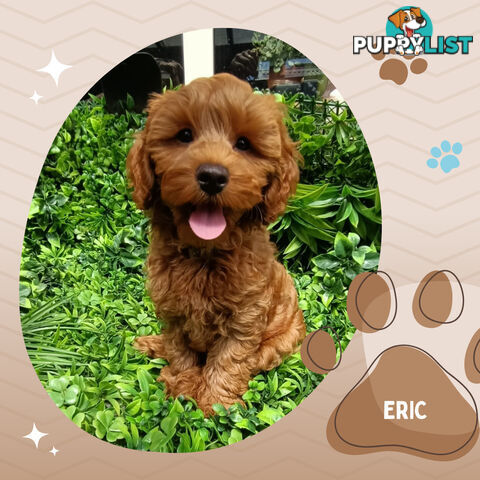 F1b Ruby Toy Cavoodles AV. 05.02.2025 - DNA tested &amp; BH Guarantee Narre Warren Sth. Vic 3805