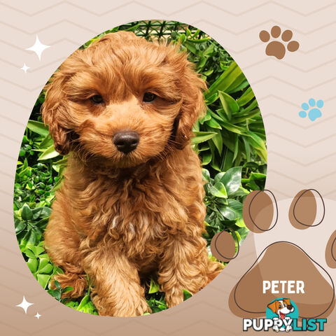 F1b Ruby Toy Cavoodles AV. 05.02.2025 - DNA tested &amp; BH Guarantee Narre Warren Sth. Vic 3805