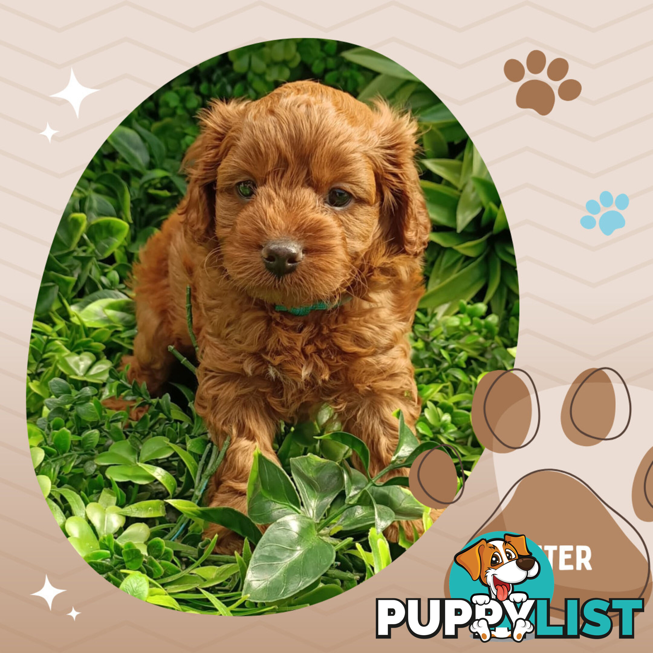 F1b Ruby Toy Cavoodles AV. 05.02.2025 - DNA tested & BH Guarantee Narre Warren Sth. Vic 3805