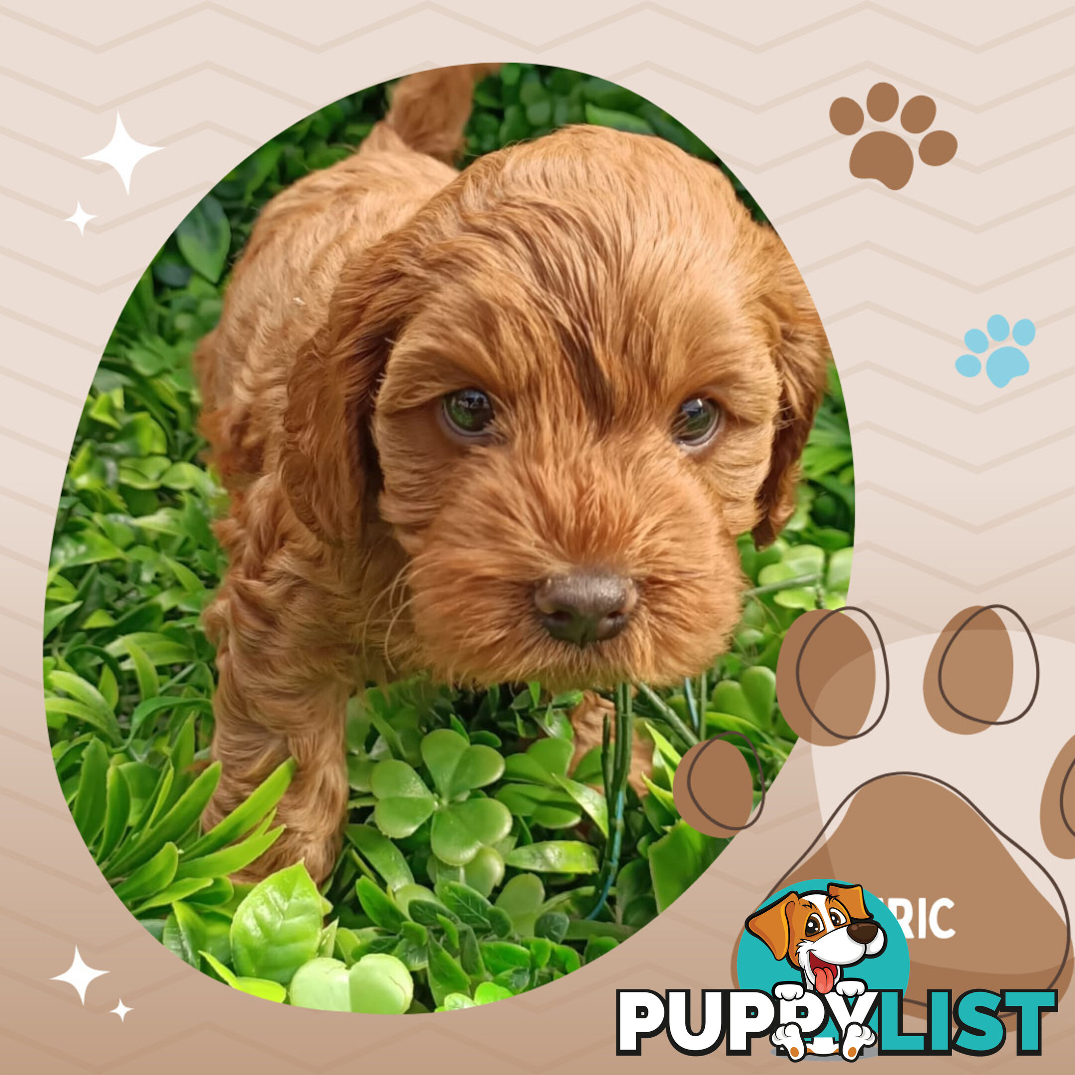 F1b Ruby Toy Cavoodles AV. 05.02.2025 - DNA tested & BH Guarantee Narre Warren Sth. Vic 3805