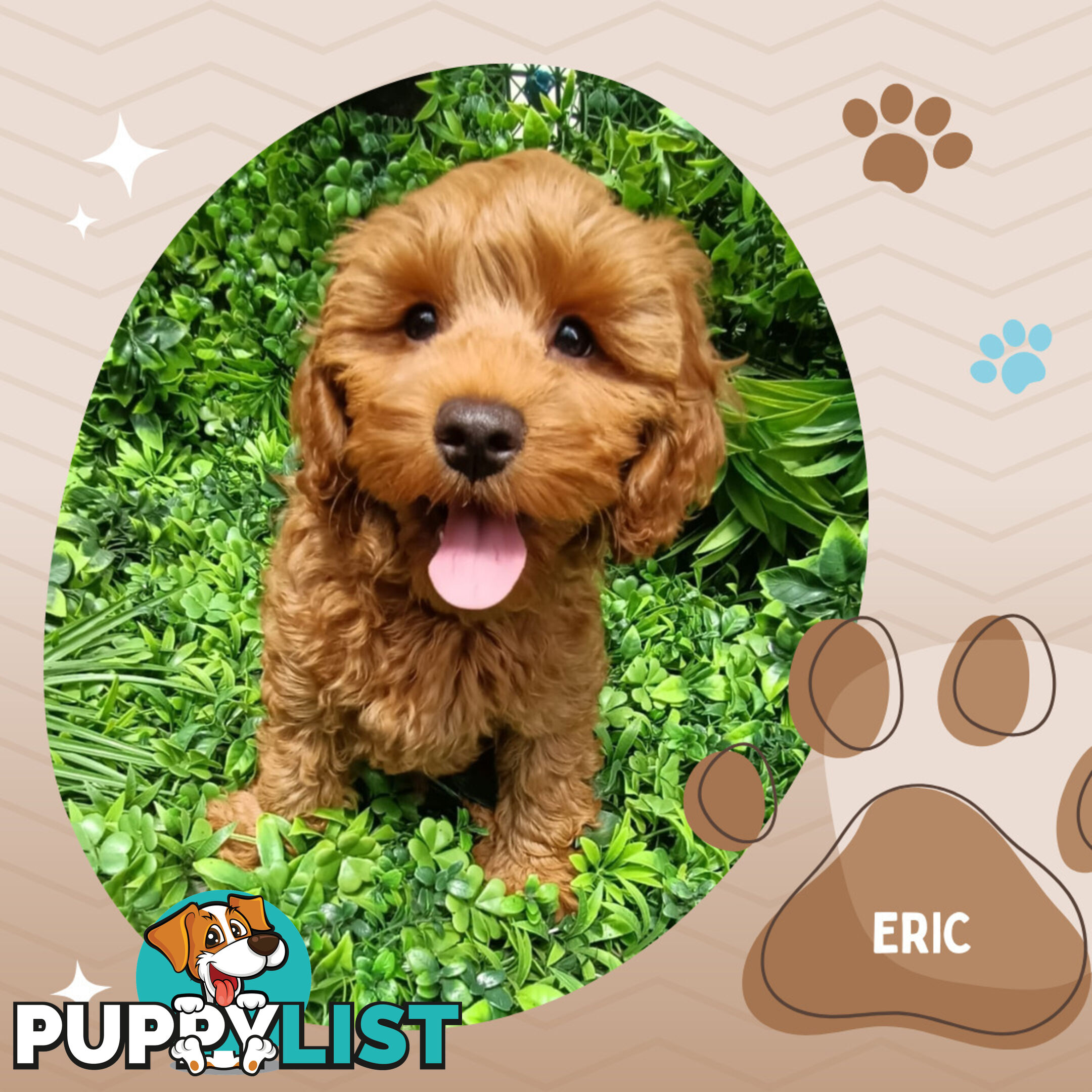 F1b Ruby Toy Cavoodles AV. 05.02.2025 - DNA tested &amp; BH Guarantee Narre Warren Sth. Vic 3805