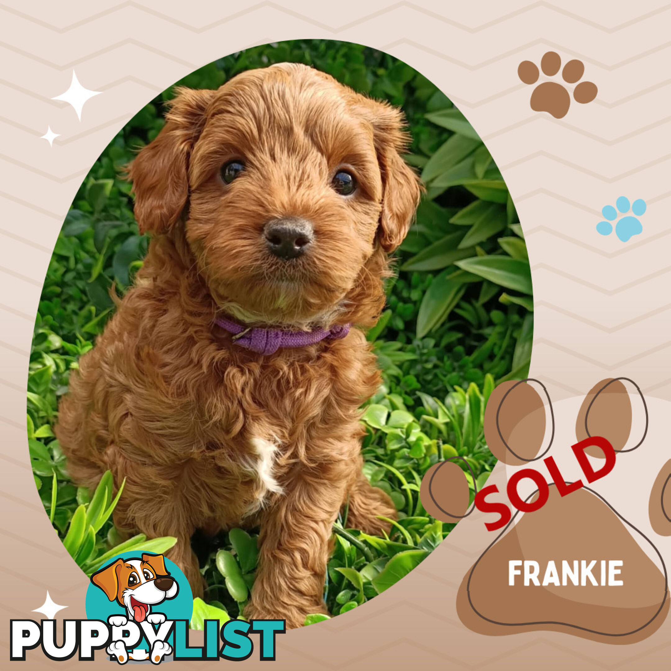 F1b Ruby Toy Cavoodles AV. 05.02.2025 - DNA tested &amp; BH Guarantee Narre Warren Sth. Vic 3805