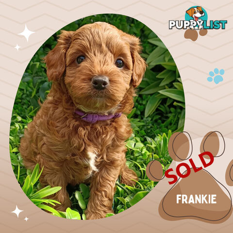 F1b Ruby Toy Cavoodles AV. 05.02.2025 - DNA tested &amp; BH Guarantee Narre Warren Sth. Vic 3805