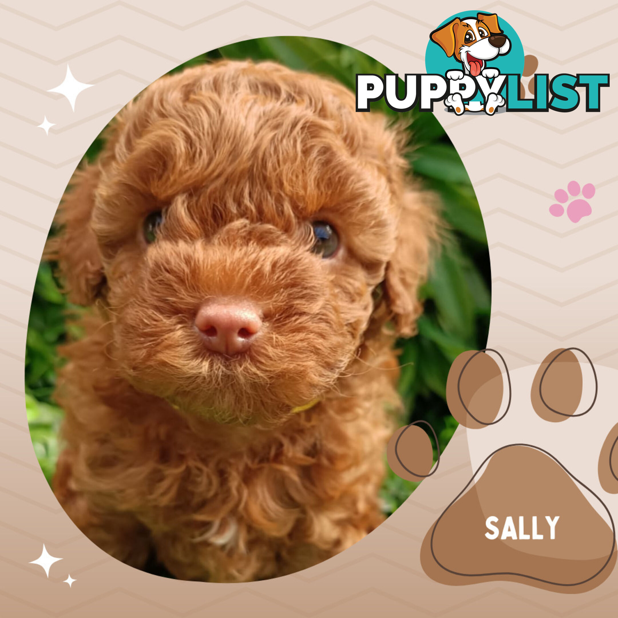 F1b Ruby Toy Cavoodles AV. 05.02.2025 - DNA tested & BH Guarantee Narre Warren Sth. Vic 3805