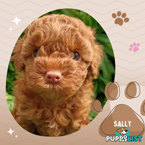 F1b Ruby Toy Cavoodles AV. 05.02.2025 - DNA tested & BH Guarantee Narre Warren Sth. Vic 3805