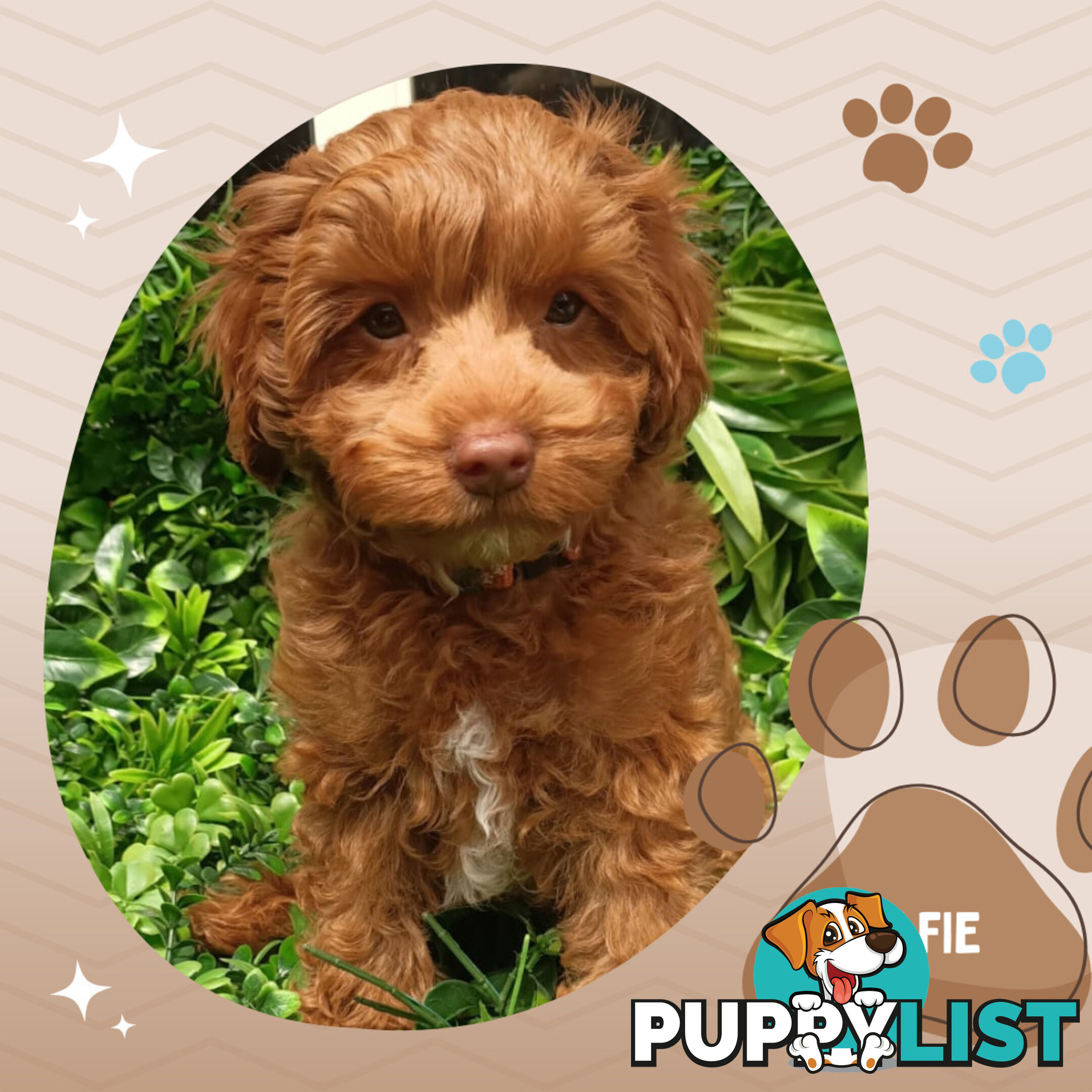 F1b Ruby Toy Cavoodles AV. 05.02.2025 - DNA tested &amp; BH Guarantee Narre Warren Sth. Vic 3805