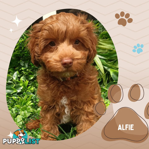 F1b Ruby Toy Cavoodles AV. 05.02.2025 - DNA tested &amp; BH Guarantee Narre Warren Sth. Vic 3805