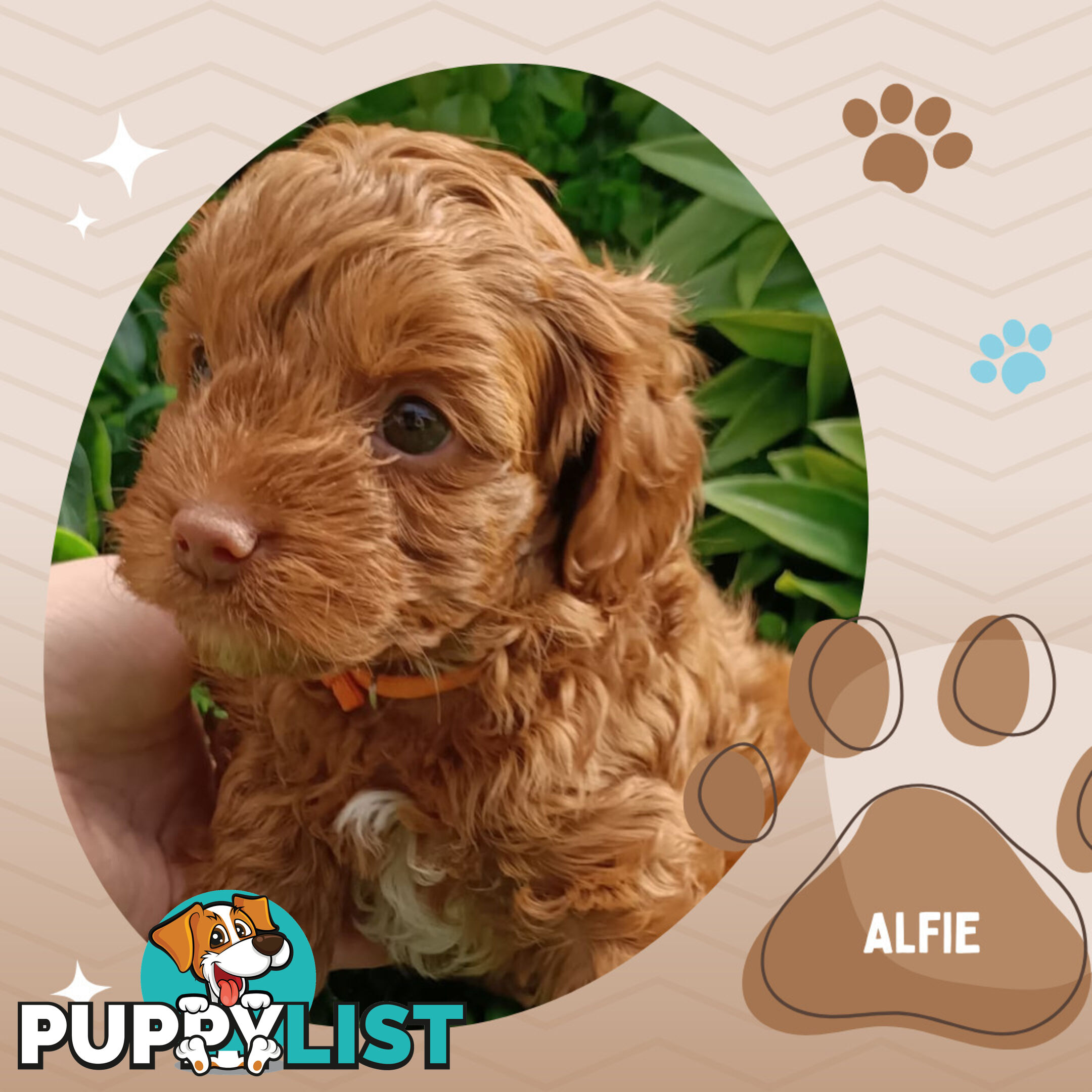 F1b Ruby Toy Cavoodles AV. 05.02.2025 - DNA tested & BH Guarantee Narre Warren Sth. Vic 3805