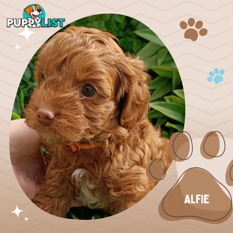 F1b Ruby Toy Cavoodles AV. 05.02.2025 - DNA tested & BH Guarantee Narre Warren Sth. Vic 3805