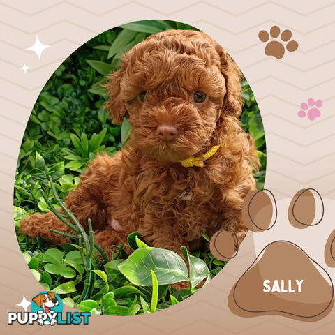 F1b Ruby Toy Cavoodles AV. 05.02.2025 - DNA tested & BH Guarantee Narre Warren Sth. Vic 3805