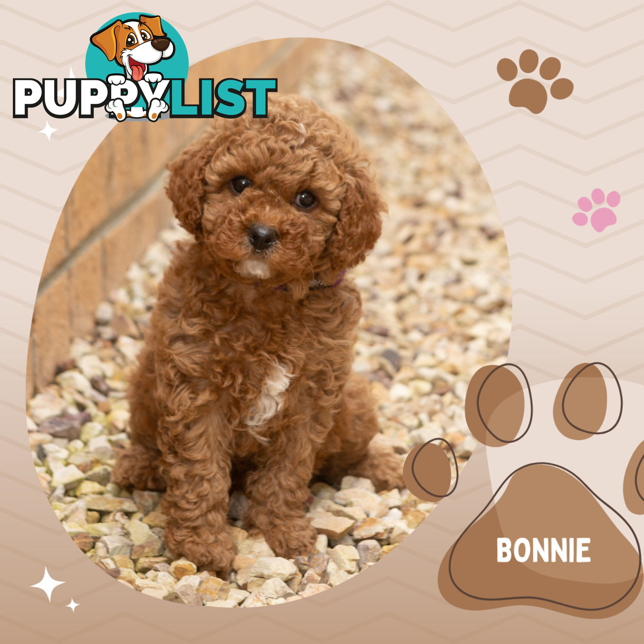 2 Females left!  2nd Gen Cavoodle Puppies, Clear DNA, Boronia Vic 3155