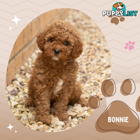 2 Females left!  2nd Gen Cavoodle Puppies, Clear DNA, Boronia Vic 3155