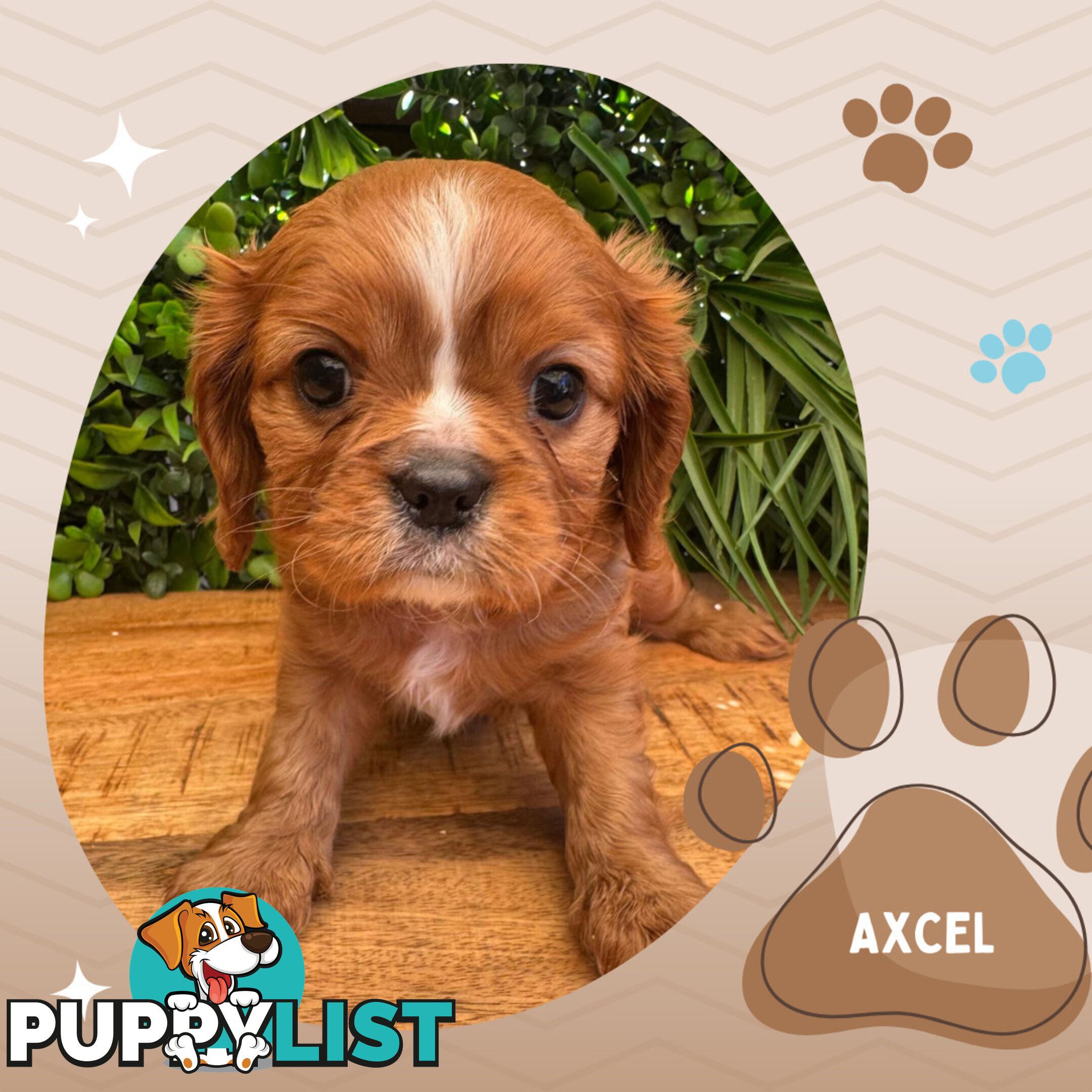 Purebred Ruby Cavalier King Charles Spaniels, DNA Tested, Boronia Vic 3155