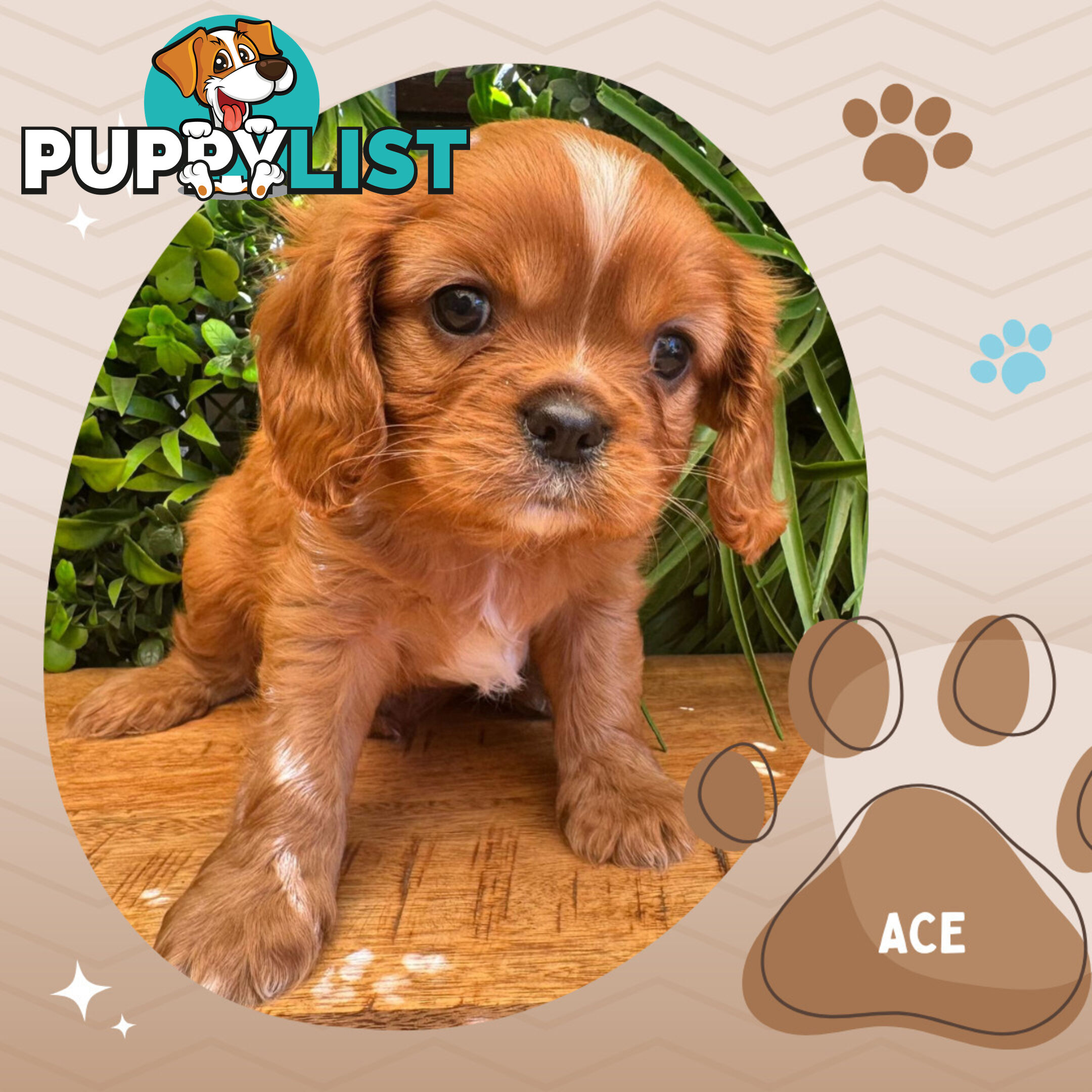 Purebred Ruby Cavalier King Charles Spaniels, DNA Tested, Boronia Vic 3155