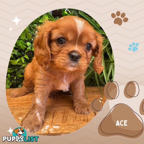 Purebred Ruby Cavalier King Charles Spaniels, DNA Tested, Boronia Vic 3155