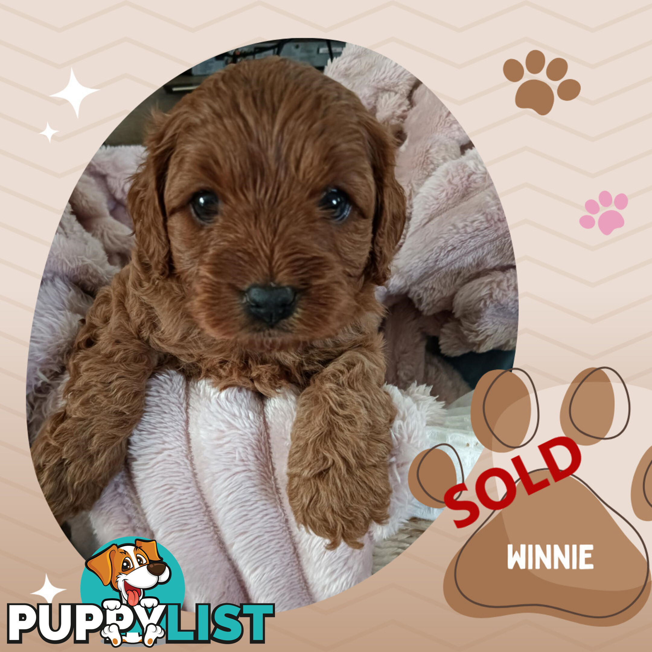 2 Females left!  2nd Gen Cavoodle Puppies, Clear DNA, Boronia Vic 3155