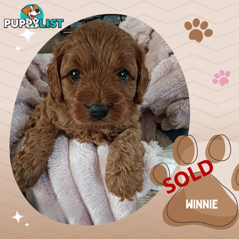 2 Females left!  2nd Gen Cavoodle Puppies, Clear DNA, Boronia Vic 3155