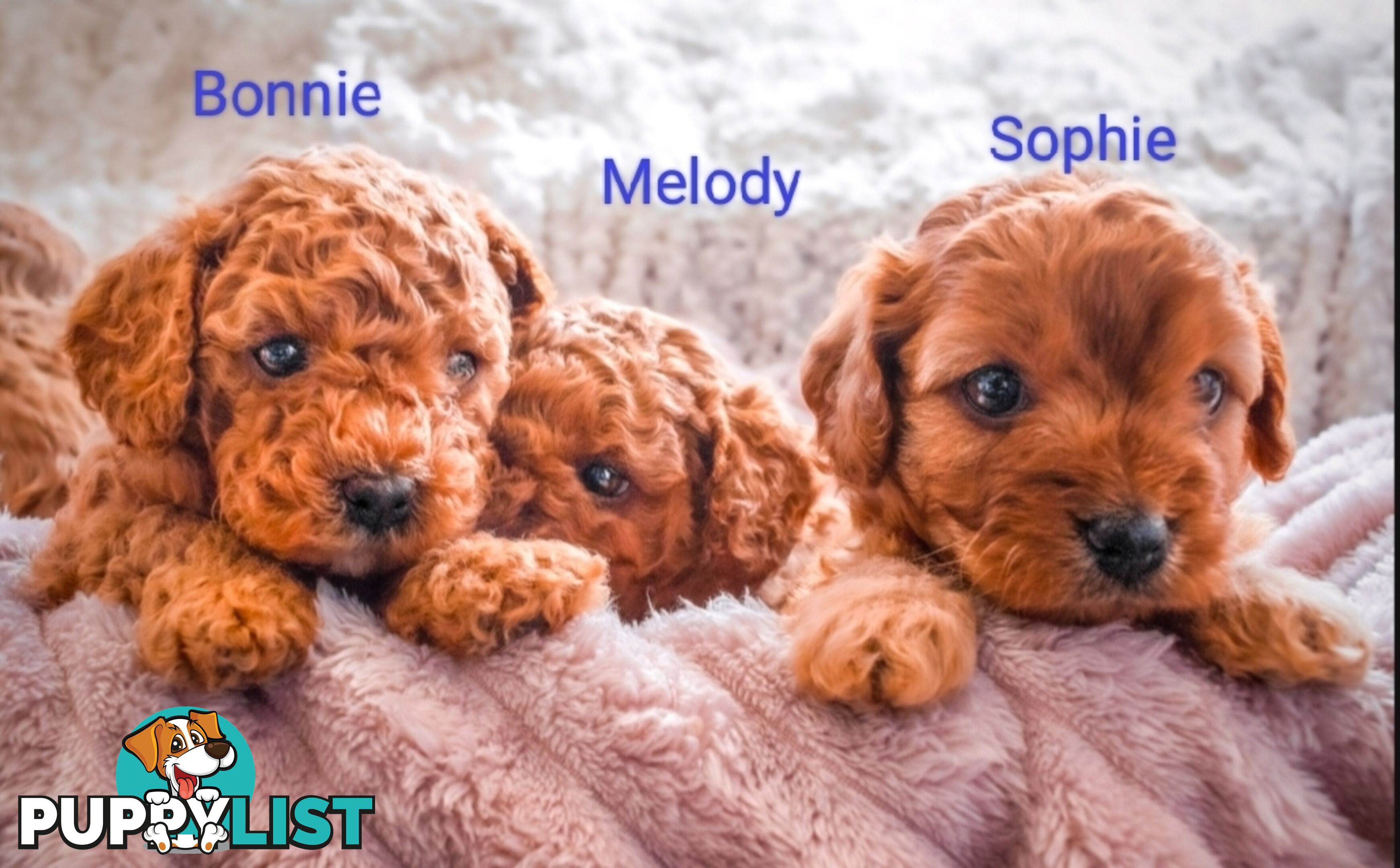 2 Females left!  2nd Gen Cavoodle Puppies, Clear DNA, Boronia Vic 3155