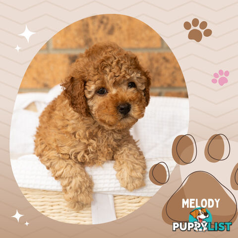 2 Females left!  2nd Gen Cavoodle Puppies, Clear DNA, Boronia Vic 3155