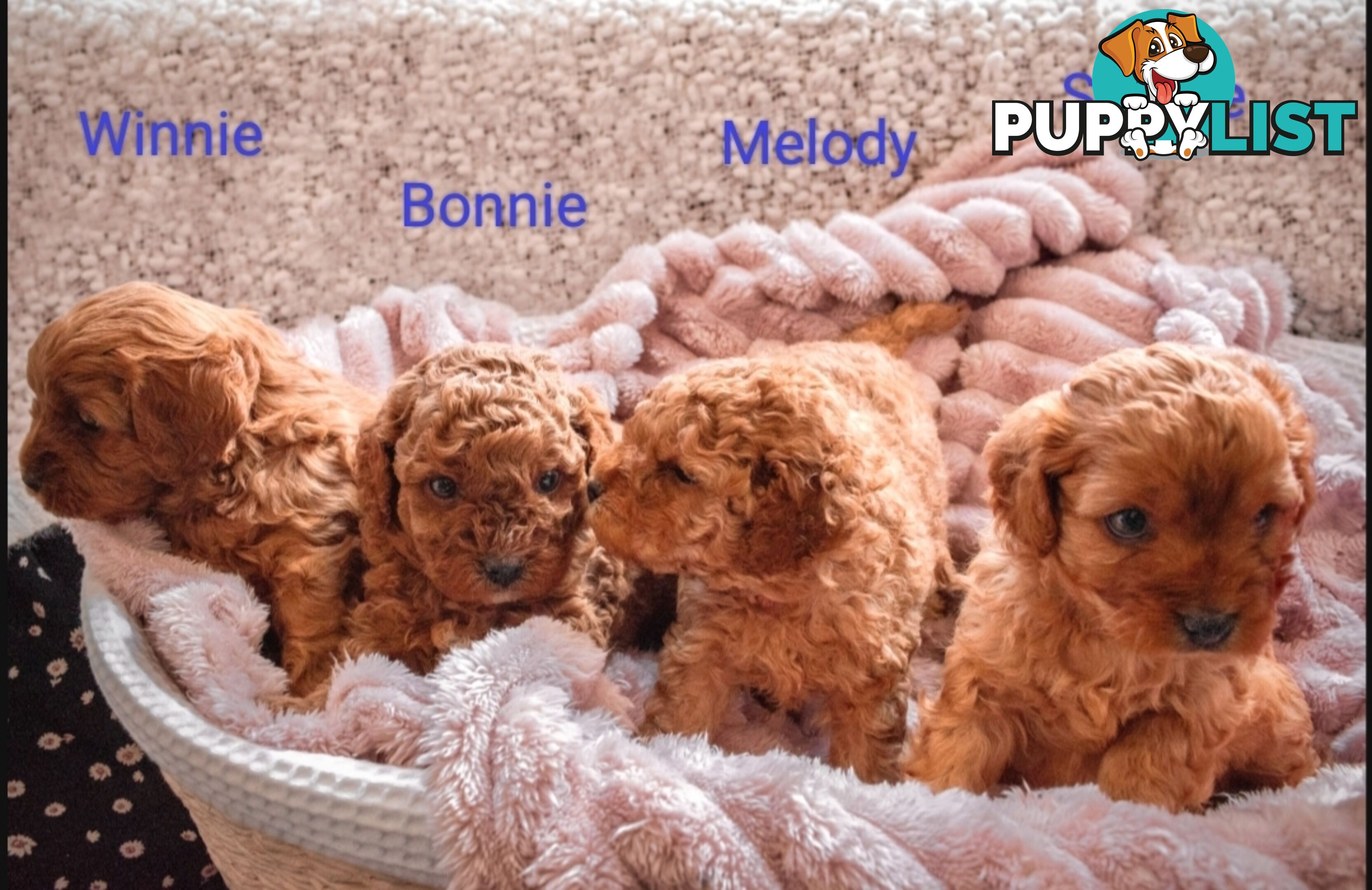 2 Females left!  2nd Gen Cavoodle Puppies, Clear DNA, Boronia Vic 3155