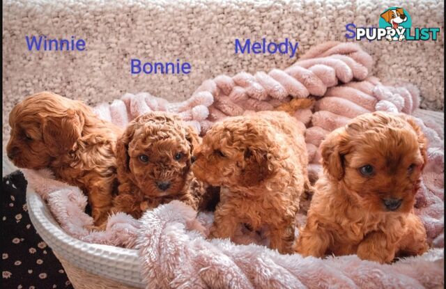 2 Females left!  2nd Gen Cavoodle Puppies, Clear DNA, Boronia Vic 3155