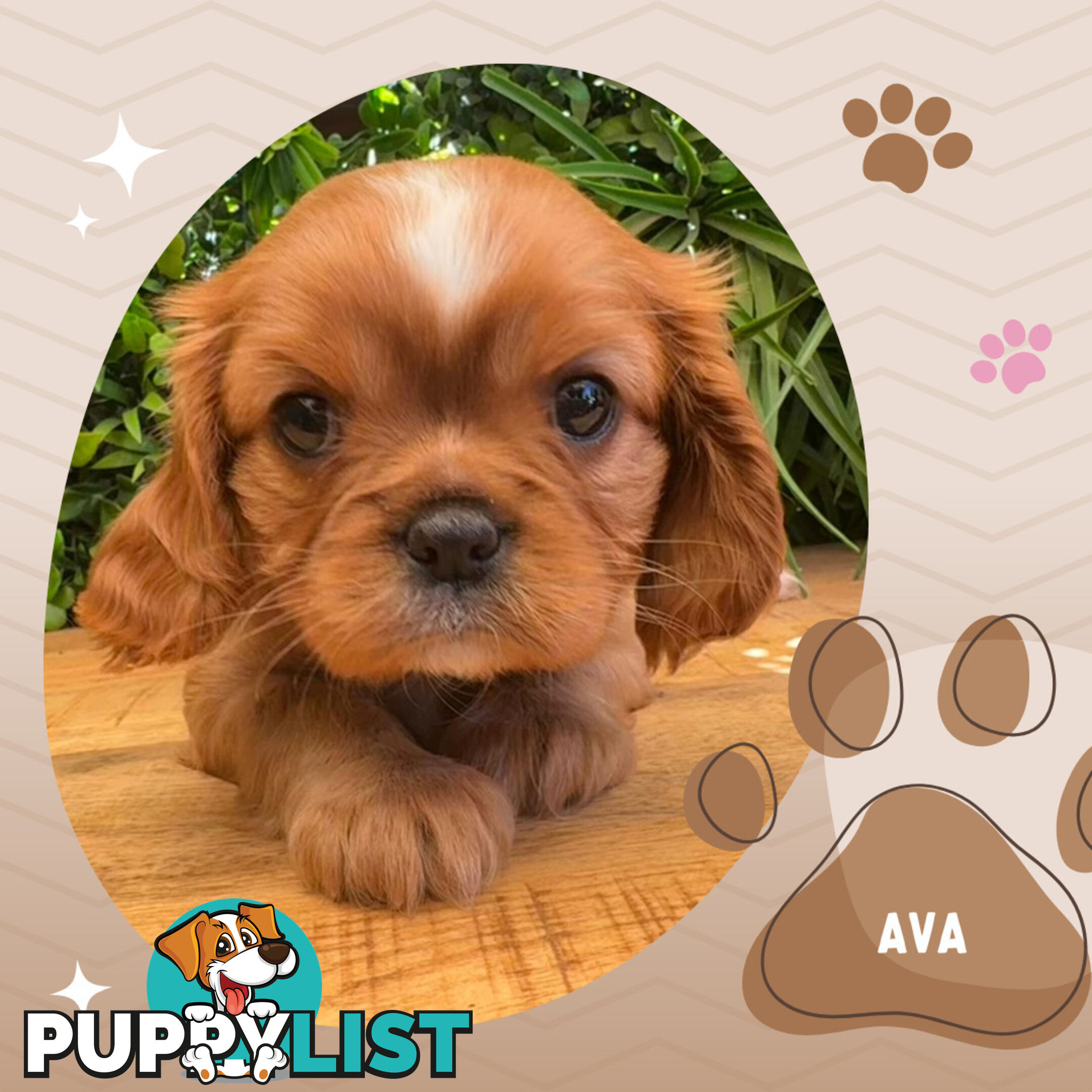 Purebred Ruby Cavalier King Charles Spaniels, DNA Tested, Boronia Vic 3155