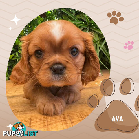 Purebred Ruby Cavalier King Charles Spaniels, DNA Tested, Boronia Vic 3155