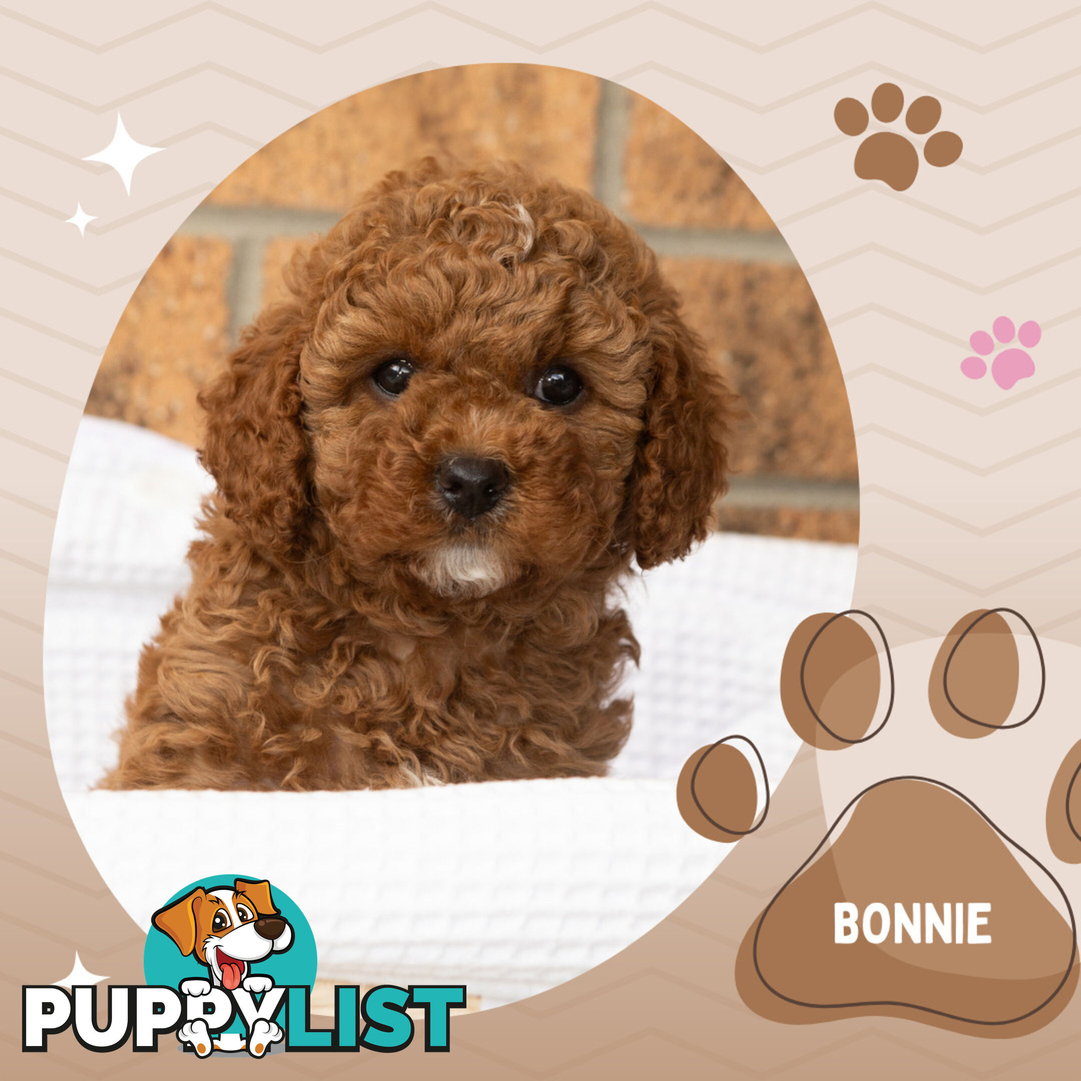 2 Females left!  2nd Gen Cavoodle Puppies, Clear DNA, Boronia Vic 3155