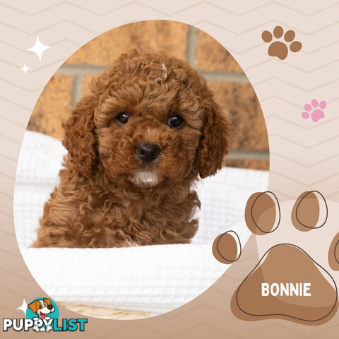 2 Females left!  2nd Gen Cavoodle Puppies, Clear DNA, Boronia Vic 3155