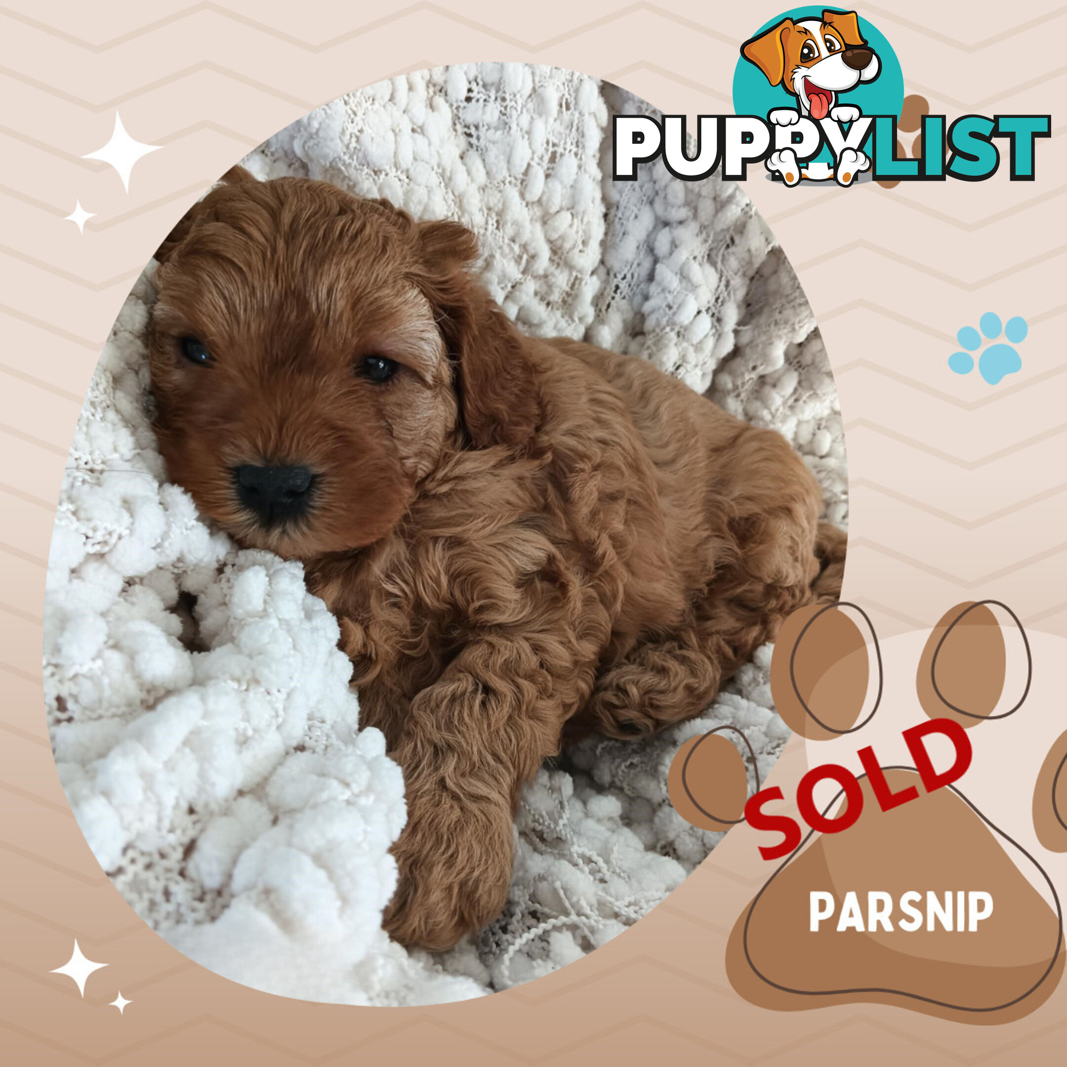 2 Females left!  2nd Gen Cavoodle Puppies, Clear DNA, Boronia Vic 3155