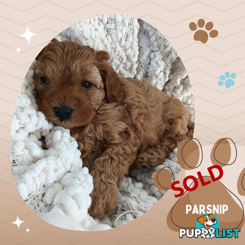 2 Females left!  2nd Gen Cavoodle Puppies, Clear DNA, Boronia Vic 3155