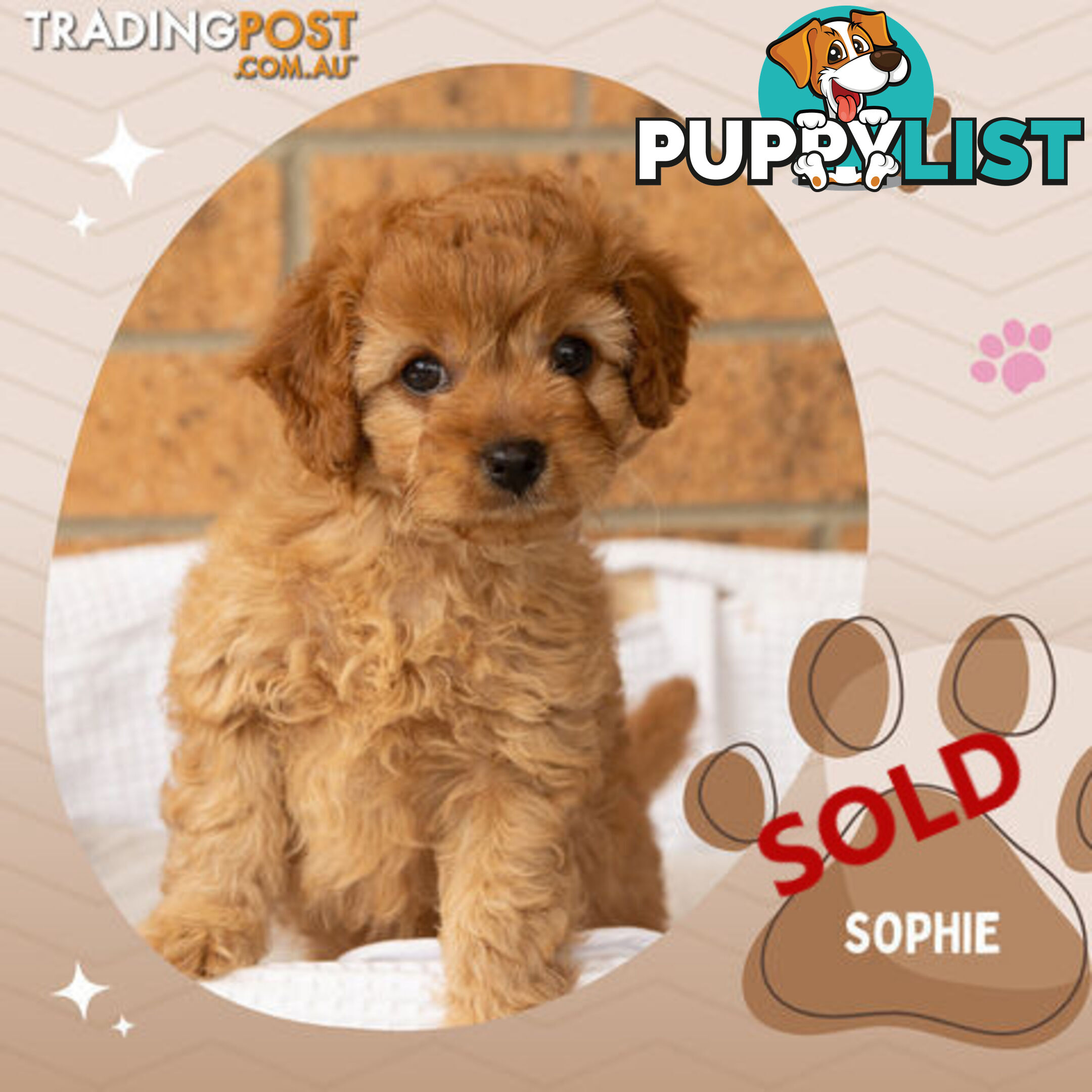 2 Females left!  2nd Gen Cavoodle Puppies, Clear DNA, Boronia Vic 3155