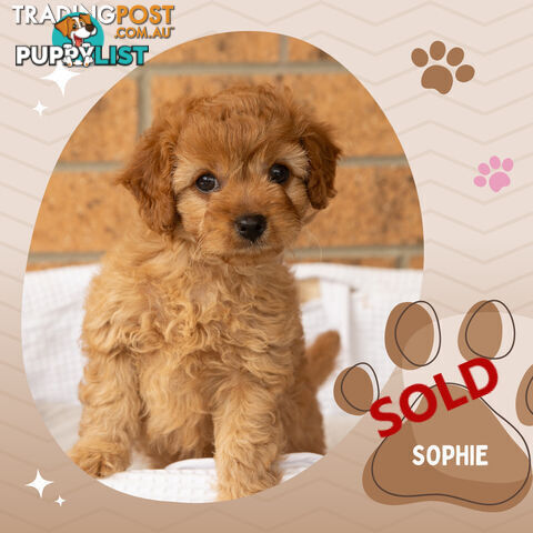 2 Females left!  2nd Gen Cavoodle Puppies, Clear DNA, Boronia Vic 3155