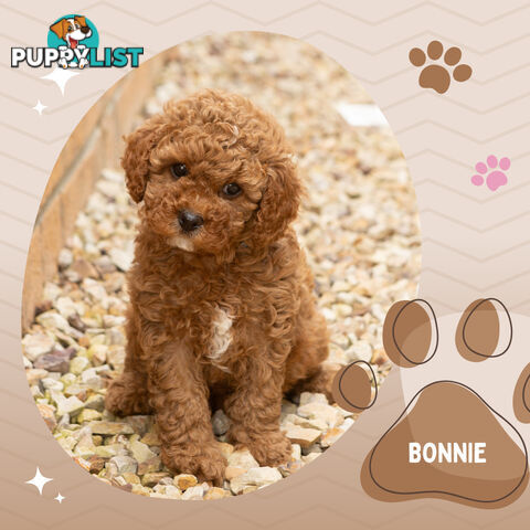 2 Females left!  2nd Gen Cavoodle Puppies, Clear DNA, Boronia Vic 3155