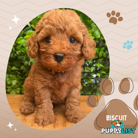 2nd Gen Cavoodle Puppies, Clear DNA, Croydon Hills VIC 3136