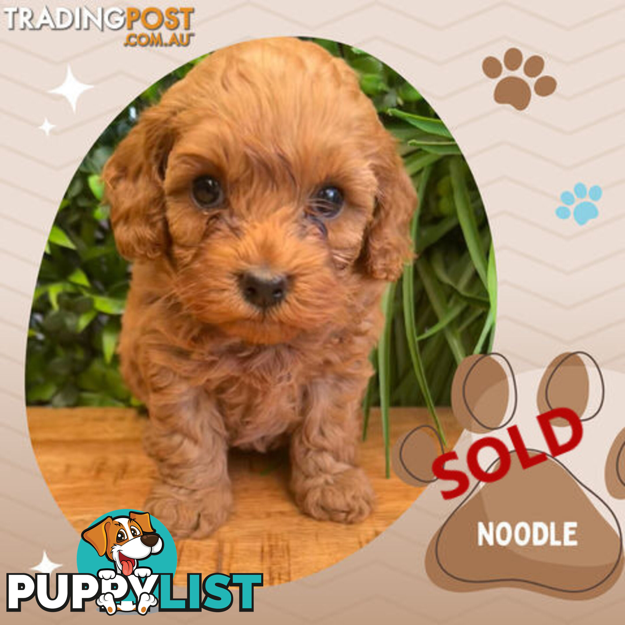 LAST GIRL LEFT! 2nd Gen Cavoodle Puppies, Clear DNA, Croydon Hills VIC 3136