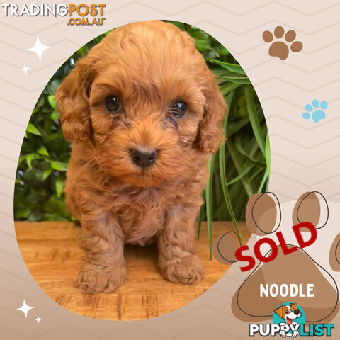 LAST GIRL LEFT! 2nd Gen Cavoodle Puppies, Clear DNA, Croydon Hills VIC 3136