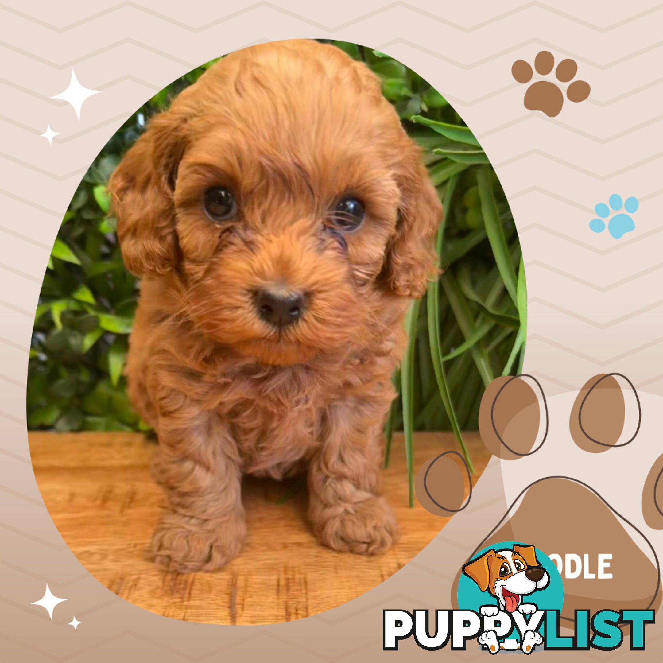 2nd Gen Cavoodle Puppies, Clear DNA, Croydon Hills VIC 3136