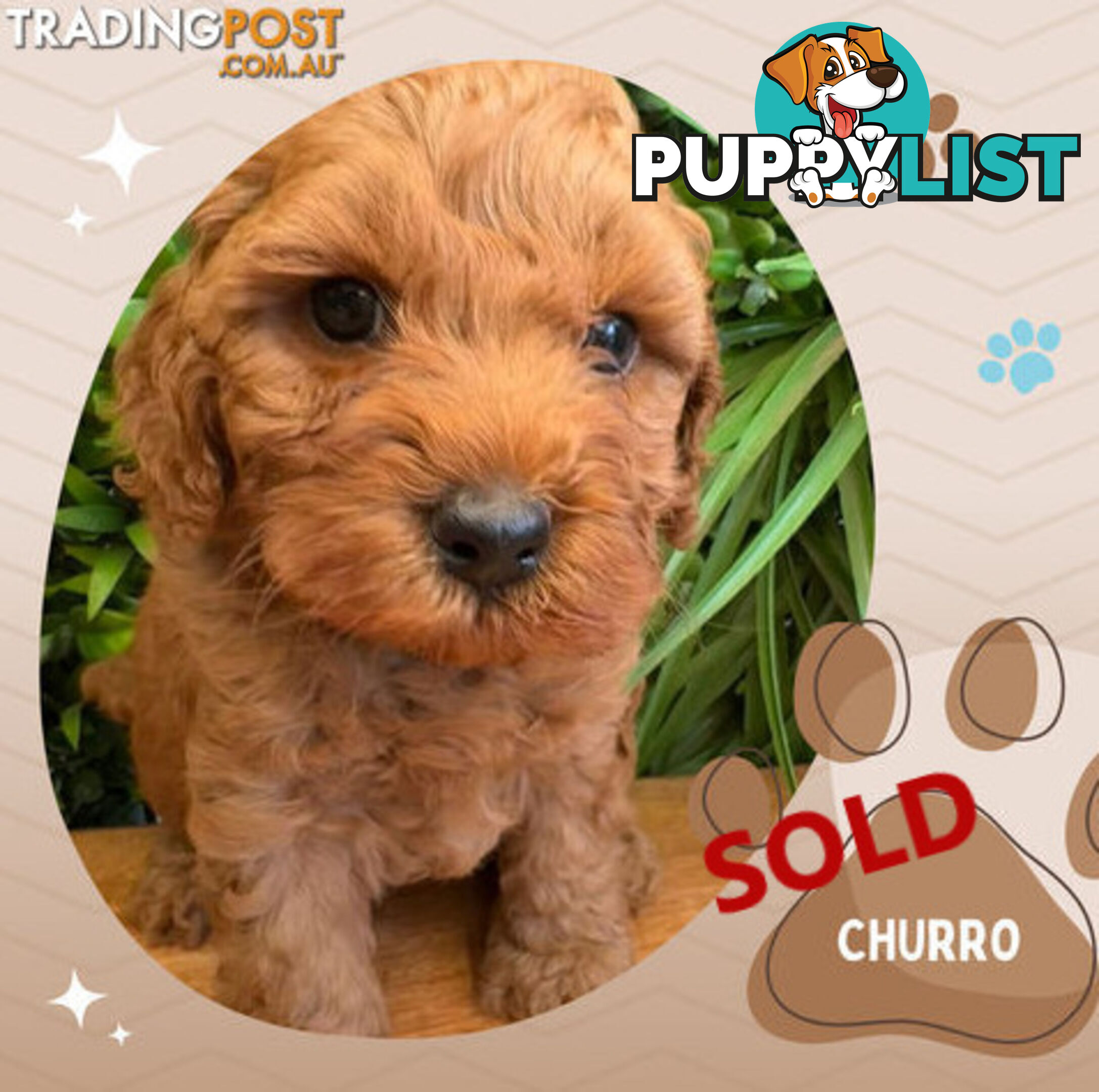 LAST GIRL LEFT! 2nd Gen Cavoodle Puppies, Clear DNA, Croydon Hills VIC 3136