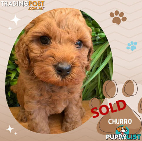 LAST GIRL LEFT! 2nd Gen Cavoodle Puppies, Clear DNA, Croydon Hills VIC 3136