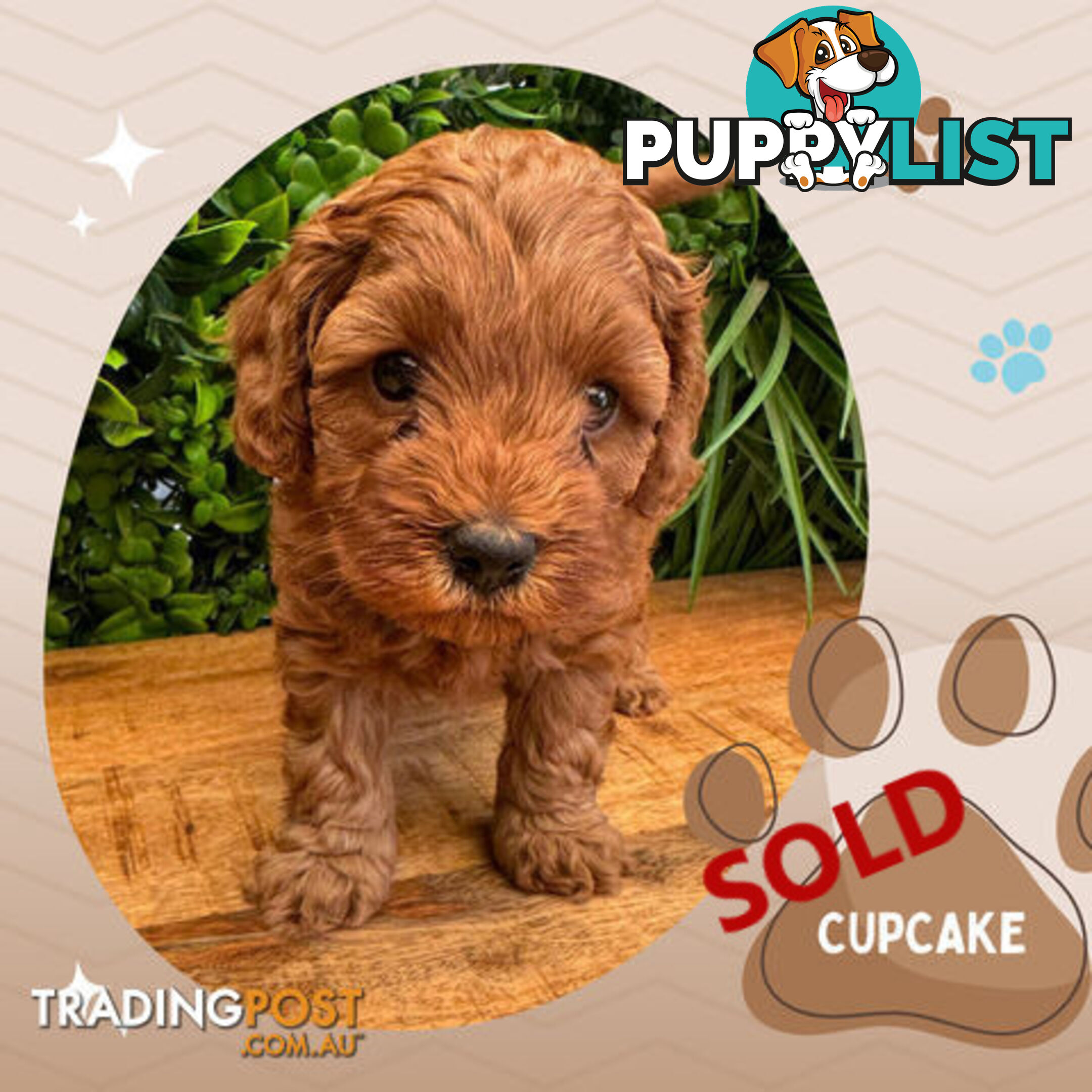 LAST GIRL LEFT! 2nd Gen Cavoodle Puppies, Clear DNA, Croydon Hills VIC 3136